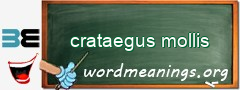 WordMeaning blackboard for crataegus mollis
